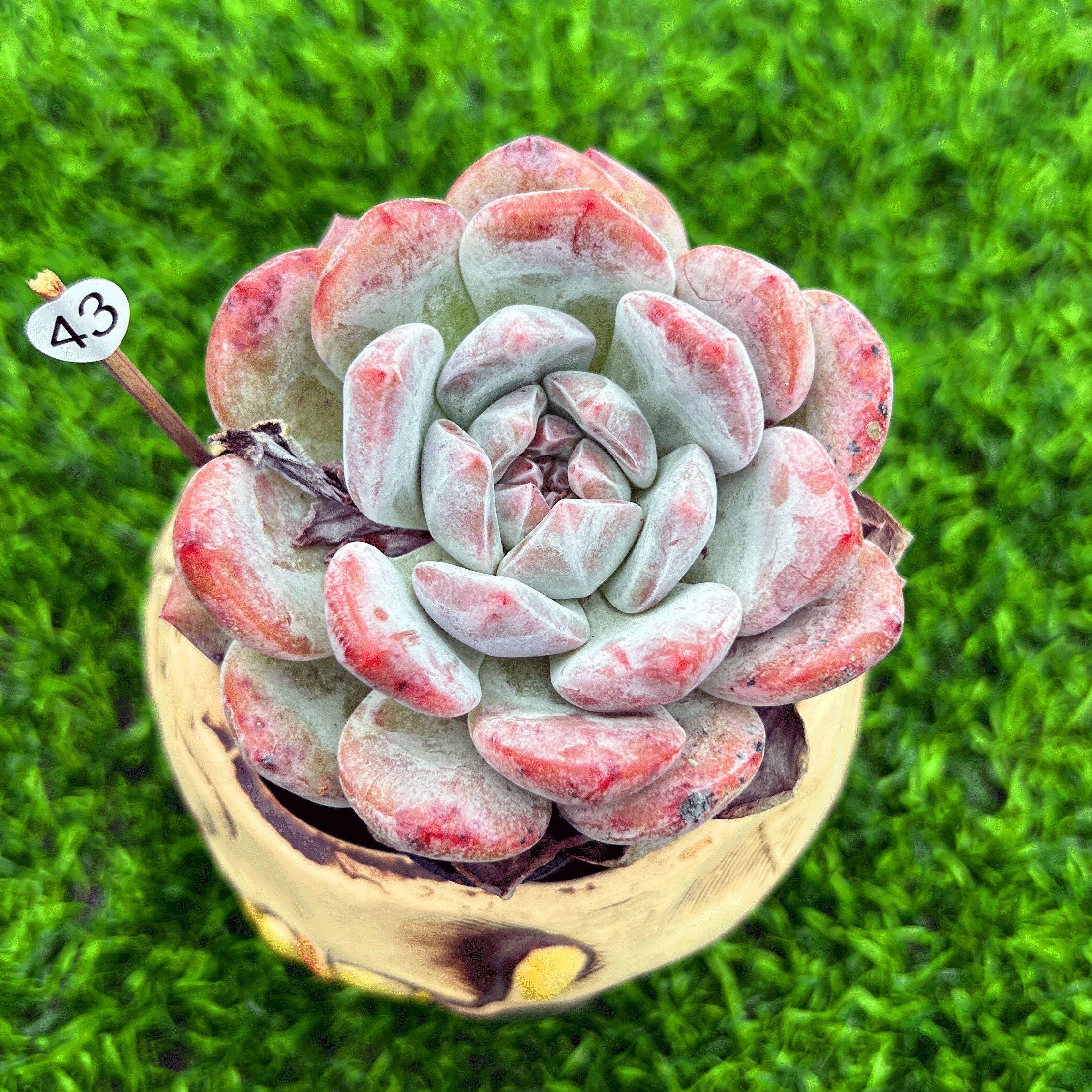 多肉植物一物一拍橙梦露粉橙子图片
