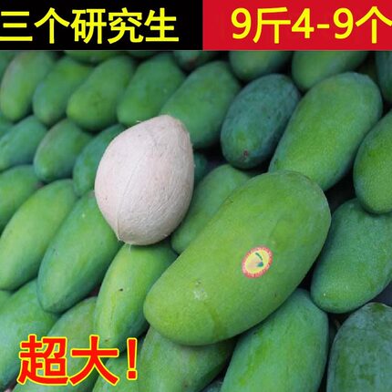 芒果大青芒四川攀枝花新鲜水果当季大芒果青皮大金煌芒三个研究生