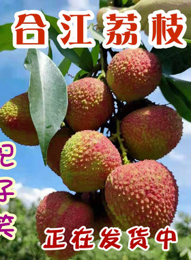 合江荔枝妃子笑泸州特产农家现摘新鲜水果带绿降沙兰顺丰冷链空运