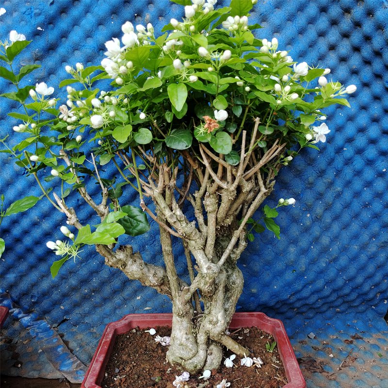 横县茉莉花老桩好养阳台室内外净化空气大型绿植大型植物香