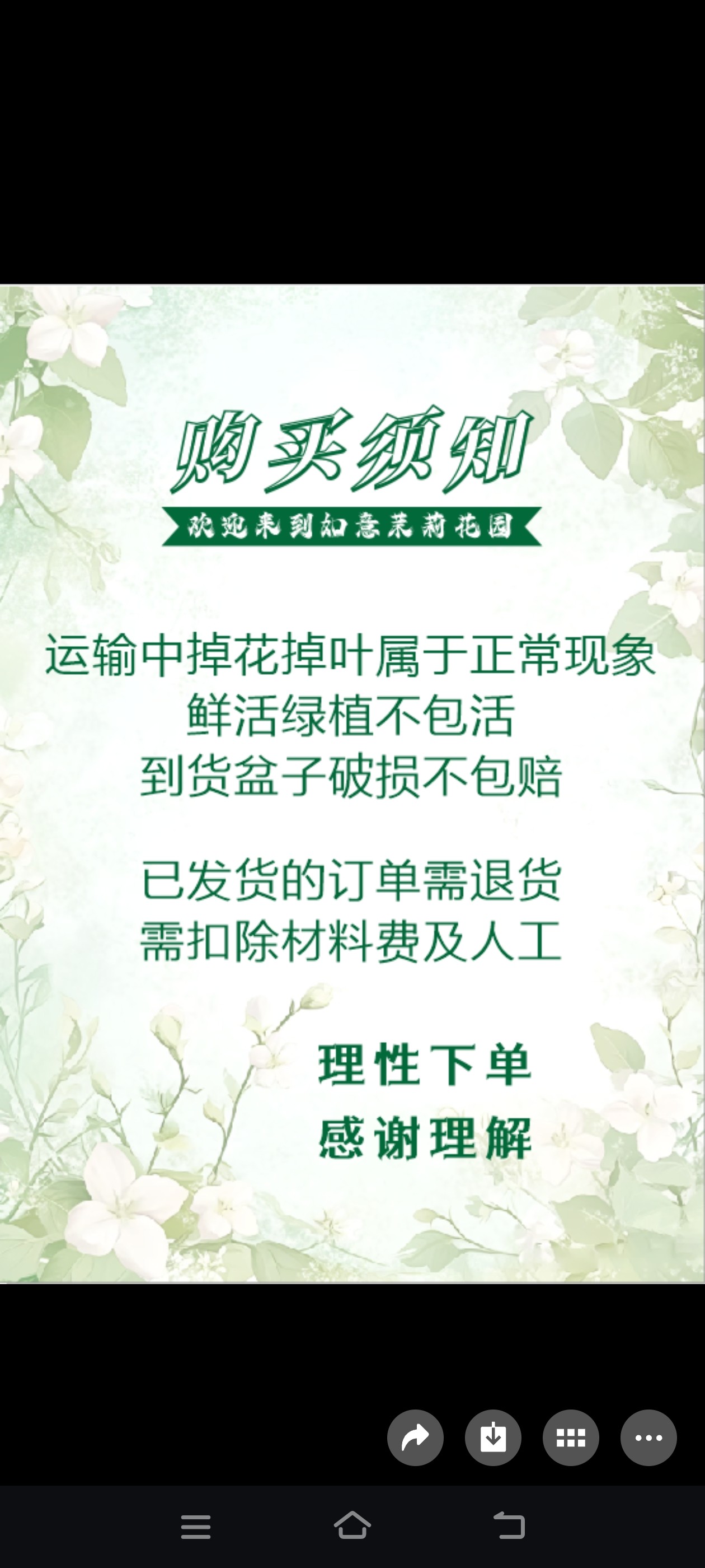 横县茉莉花苗老桩室内阳台四季中大型绿植茉莉桩树开花净化空气