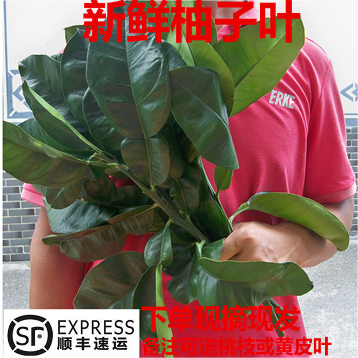 新鲜带枝柚子叶沐浴乔迁打扫 新鲜柚子叶糍粑叶垫 顺丰包邮
