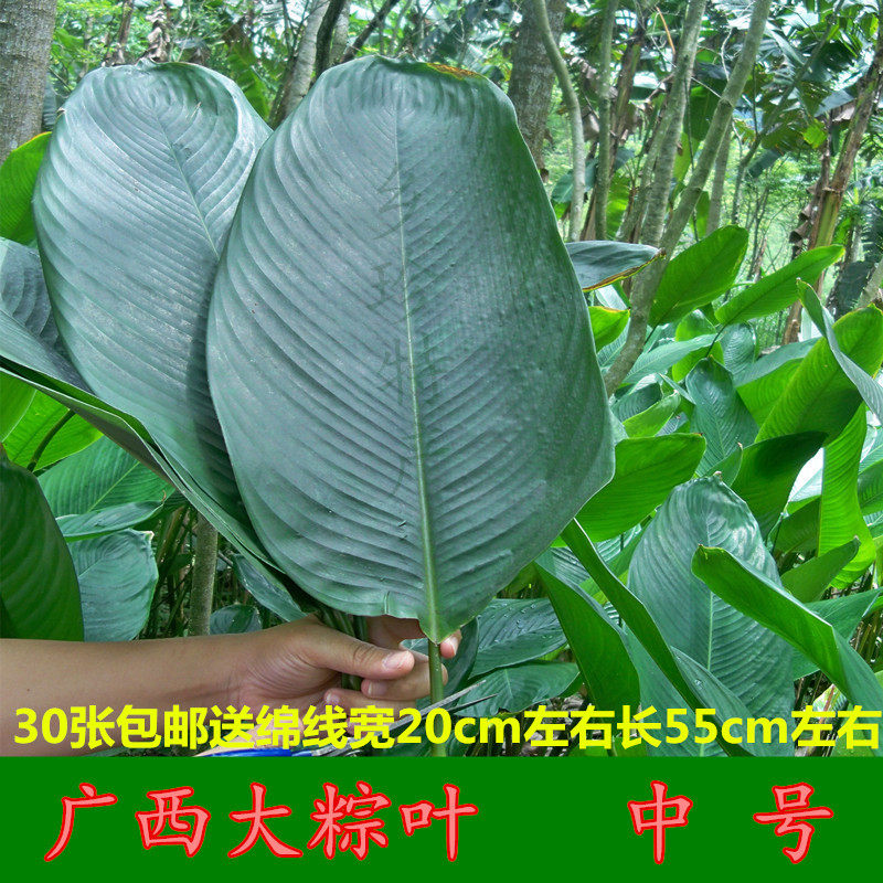 广西新鲜大粽叶冬叶下单现摘裹蒸粽非箬叶竹叶中号30张包邮送绵线