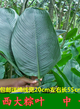 广西新鲜大粽叶冬叶下单现摘裹蒸粽非箬叶竹叶中号30张包邮送绵线