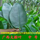 广西新鲜大粽叶冬叶下单现摘裹蒸粽非箬叶竹叶中号30张 包邮 送绵线