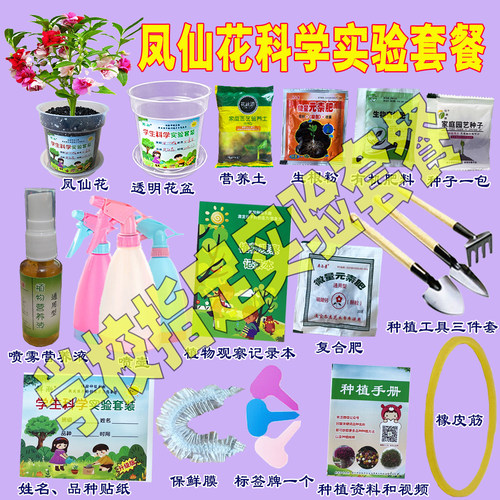 老师指定凤仙花种籽学生实验套餐