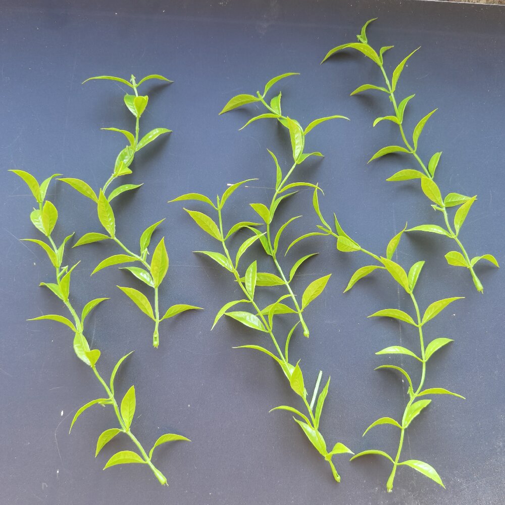 仿真水草配件装饰绿植辣椒叶