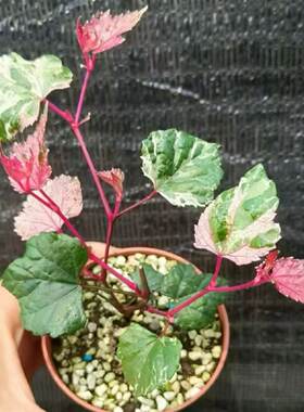 七彩琉璃野葡萄姬葡萄开花结果