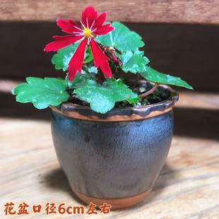 山野草 大文字草 虎耳草 稀少品种多年生常绿单瓣重瓣 粉色白色绿