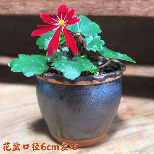 大文字草开花四季小绿植物盆栽
