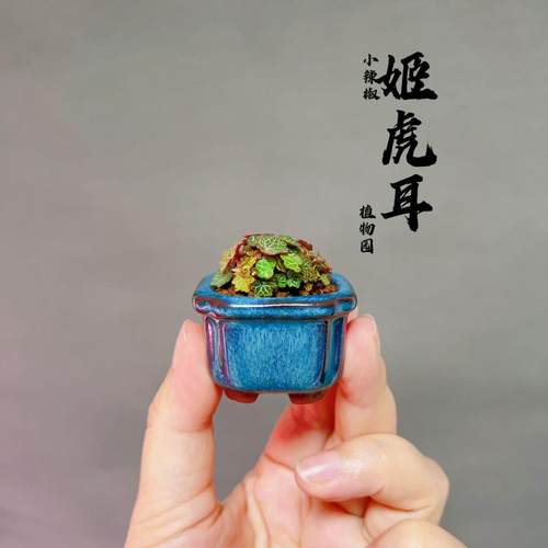 日本微型姬虎耳山野草成品植物