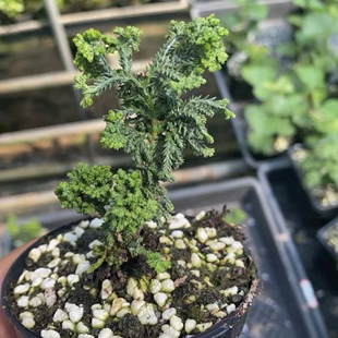 日本石化桧小苗小品盆景盆栽素材窗台阳台新奇植物稀有柏树