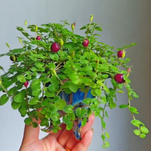 室内耐阴铜锤玉带草水陆缸雨林假山吸水石造景爬藤垂吊喜湿山野草