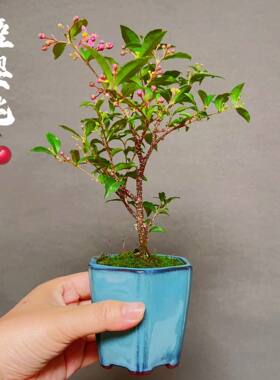 日本迷你小植物会开花喜半阴好养
