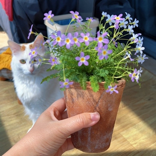 姬羽叶报春多年生草本耐阴花卉花期长盆栽阳台庭院易爆盆小绿植