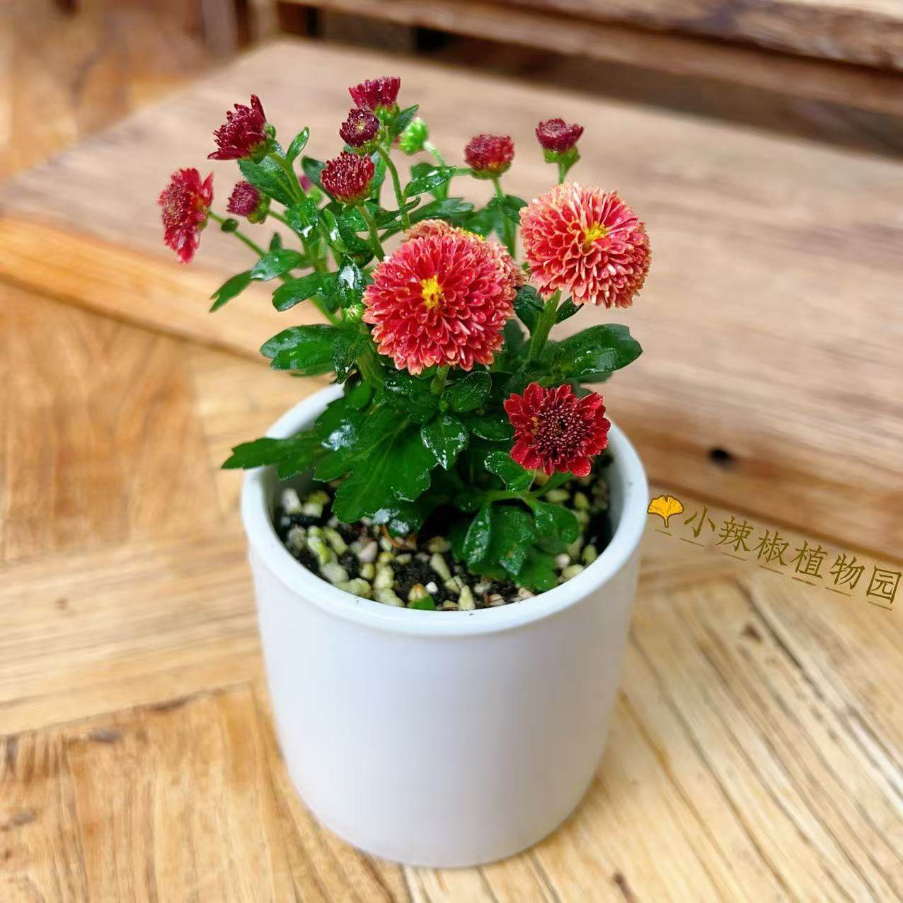 迷你变色姬雅菊花盆景素材耐寒耐热四季北斗之街花王白菊红菊黄虎