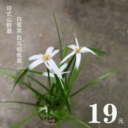 星光蚊帐价格 星光蚊帐图片 星期三