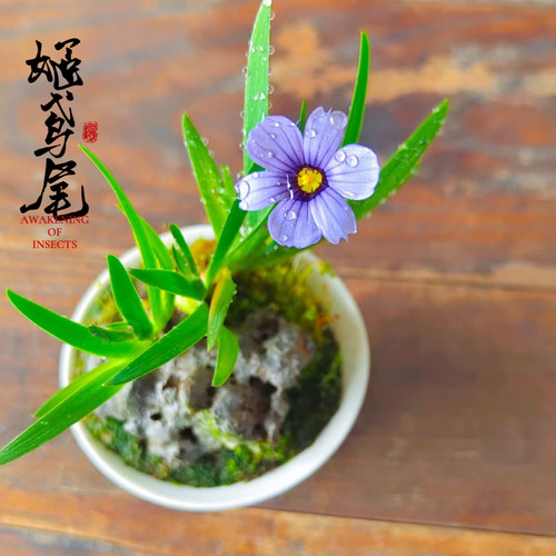 姬鸢尾菖蒲草水陆缸造景盆栽