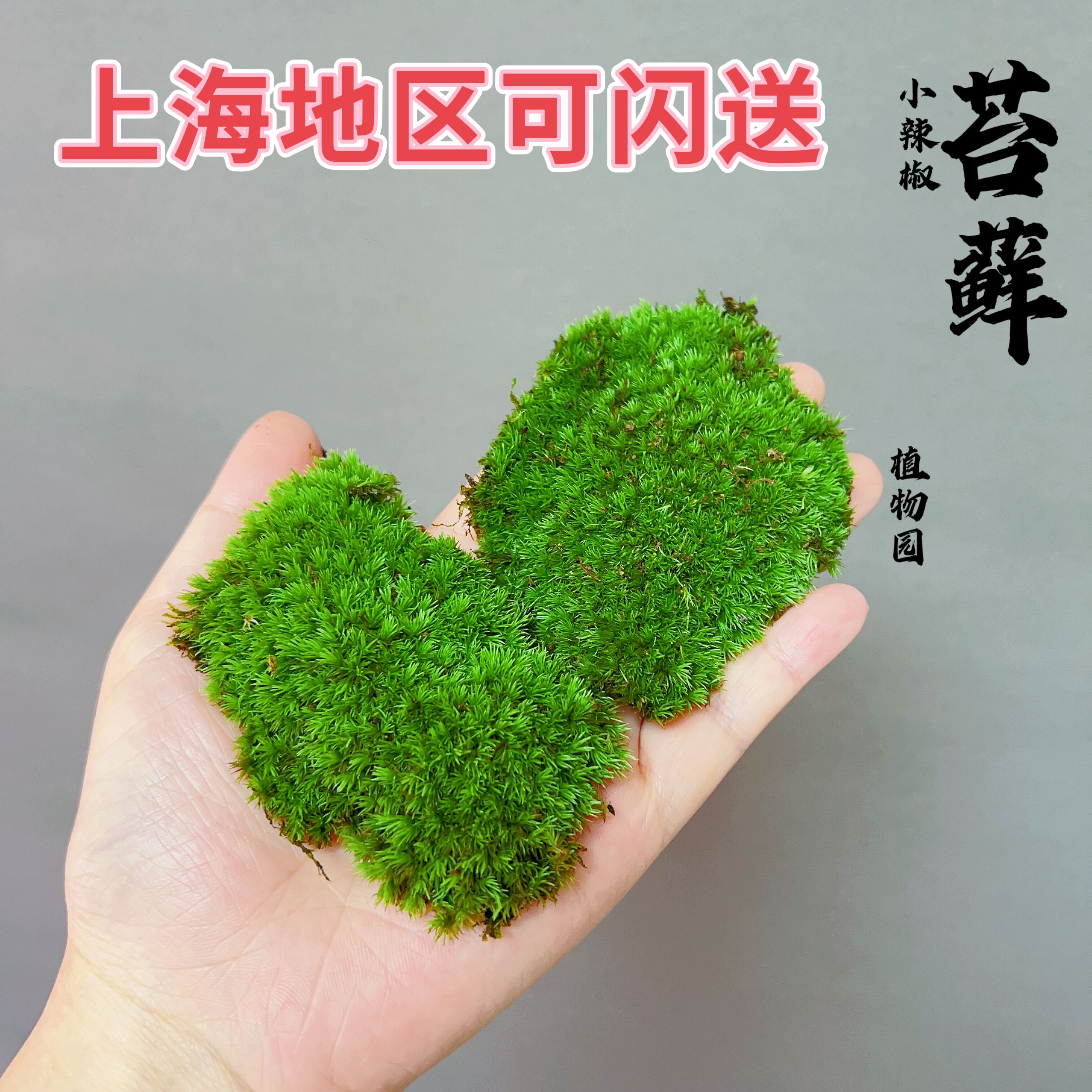 现货短绒苔藓白发藓苔藓微景观素材布景微植物雨林缸造景盆景铺面-封面