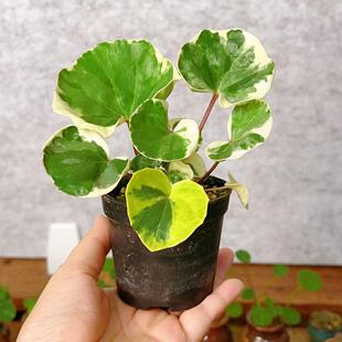 浮云锦花叶吴风草 耐阴好养 可室内绿植茶桌办公室小盆栽多年生