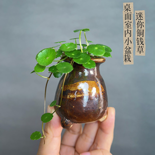办公室桌面迷你小绿植小盆景盆栽耐阴喜阴室内好养茶台桌面铜钱草
