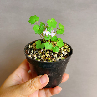 日本山野草海兰葛四季开花室内外好养微型匍匐生长迷你盆栽素材