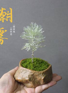 山野草姬朝雾迷你绿植盆栽