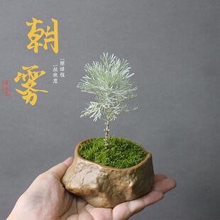 稀有山野草 银叶 姬朝雾 迷你绿植盆栽 微型盆景素材耐寒四季好养