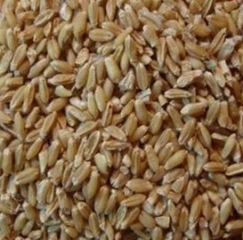 浮小麦 中药材  正品浮小麦茶 出汗虚汗浮小麦米500克包邮