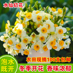 水仙花鲜切花鲜花束复瓣漳州水仙花室内冬季水培鲜切花卉【现摘】