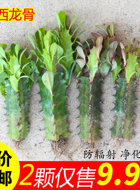 巴西龙骨植物盆栽仙人柱吸除甲醛客厅仙人柱紫龙骨四季好养仙人掌