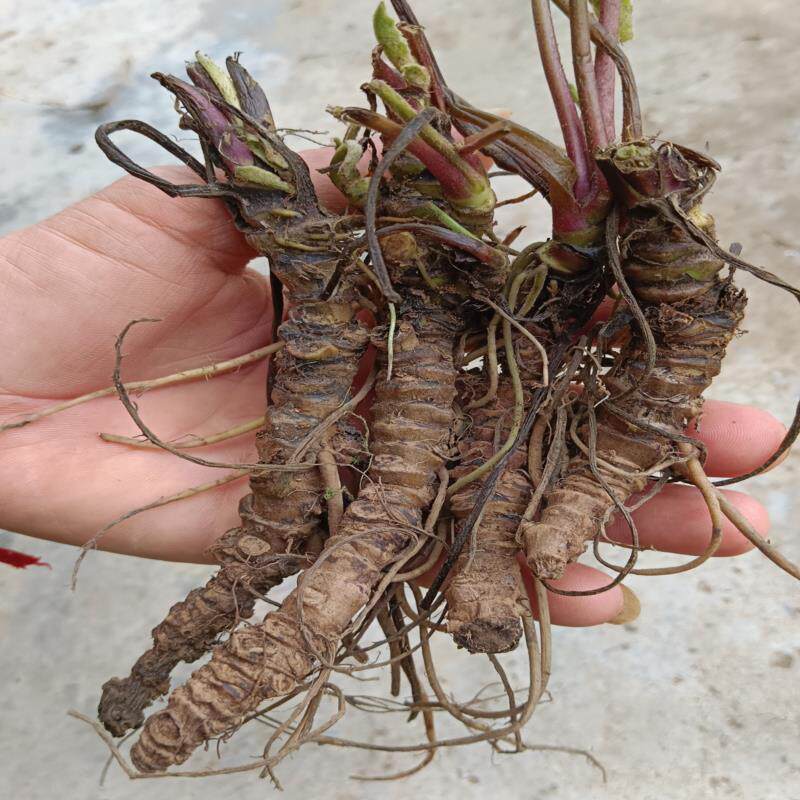 蜘蛛香贵州中药材马蹄香 土细辛 心叶缬草 养心莲 猫儿屎500g