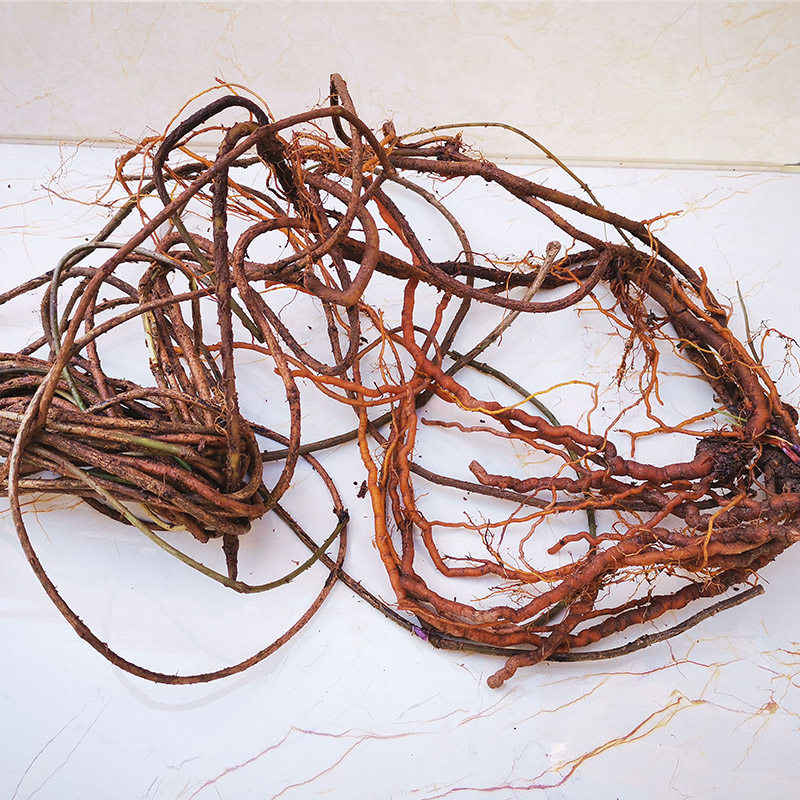 小血藤 茜草贵州纯也生血见愁 过山龙 地苏木 红龙须根新鲜500g