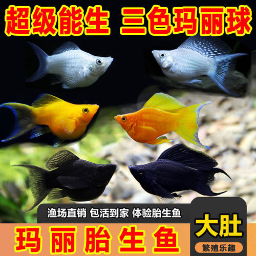 燕尾玛丽球近期生母鱼胎生鱼