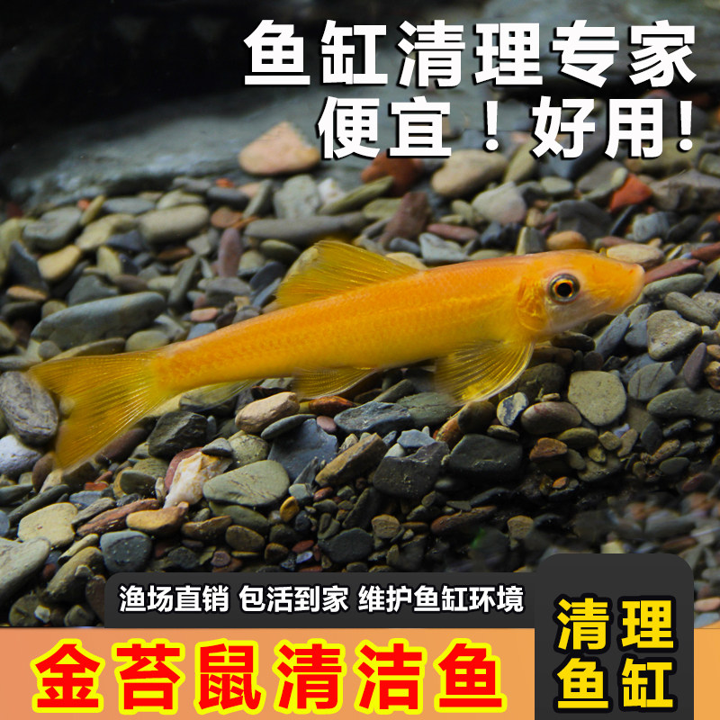 金苔鼠清道夫观赏鱼清苔鼠鱼除藻斑马工具鱼淡水清洁粪便清洁鼠鱼