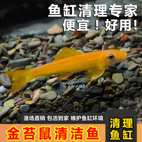 金苔鼠清道夫观赏鱼清苔鼠鱼除藻斑马工具鱼淡水清洁粪便清洁鼠鱼