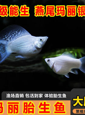 玛丽球公母混发淡水吃油膜胎生鱼