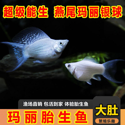 玛丽球公母混发淡水吃油膜胎生鱼
