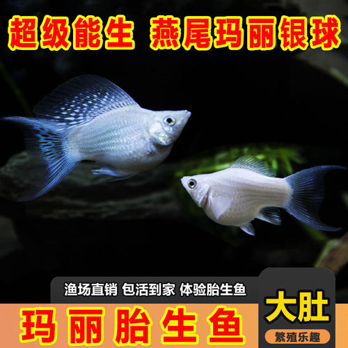 玛丽球公母混发淡水吃油膜胎生鱼