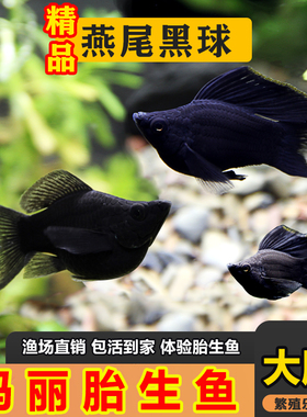 燕尾黑玛丽玛丽鱼玛丽球鱼不加氧小鱼新手冷水鱼吃油膜清洁观赏鱼