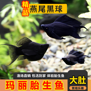燕尾黑玛丽球鱼下小鱼新手冷水好养活燕尾黑玛丽球小缸皮球观赏鱼