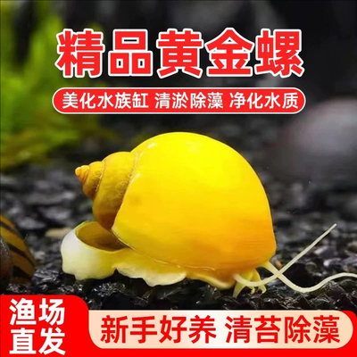 黄金螺苹果神秘斑马洋葱活体螺黑金刚彩蛋观赏螺工具螺清洁除藻螺