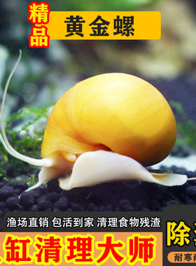 黄金螺苹果神秘斑马洋葱活体螺黑金刚彩蛋观赏螺工具螺清洁除藻螺