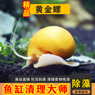 黄金螺苹果神秘斑马洋葱活体螺黑金刚彩蛋观赏螺工具螺清洁除藻螺