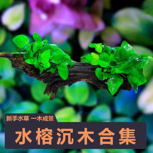 日本迷你榕迷你黄金榕瓦力斯榕辣椒榕小水榕懒人沉木水草鱼缸草缸