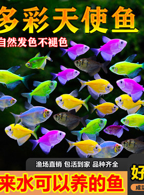 七色天使鱼好养荧光淡水观赏鱼