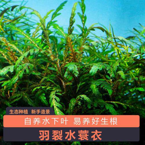 鱼缸造景有茎类好养真水草
