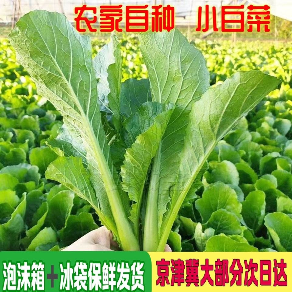 农家露天应季小白菜无污染原生态