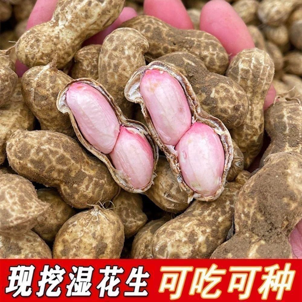 新鲜花生湿花生农家现挖带壳带泥新鲜花生毛豆顺风包邮原生态种植