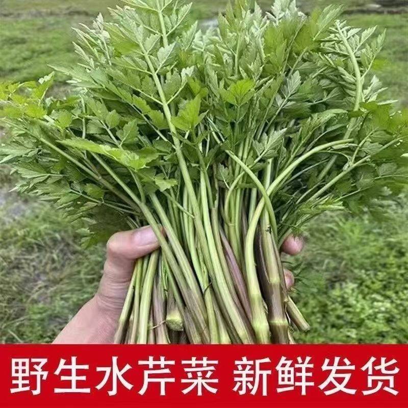 当季新鲜现摘水芹菜野芹菜